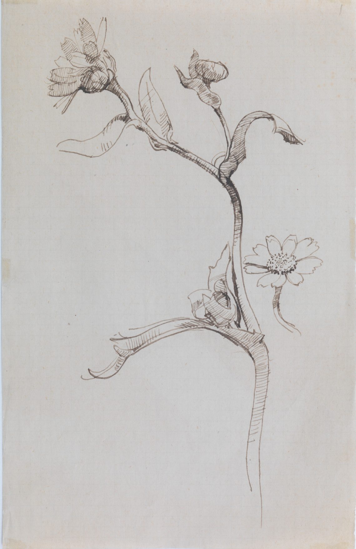 Henry_Lamb_Flower-study-C17, 20.1 x 13 cm,