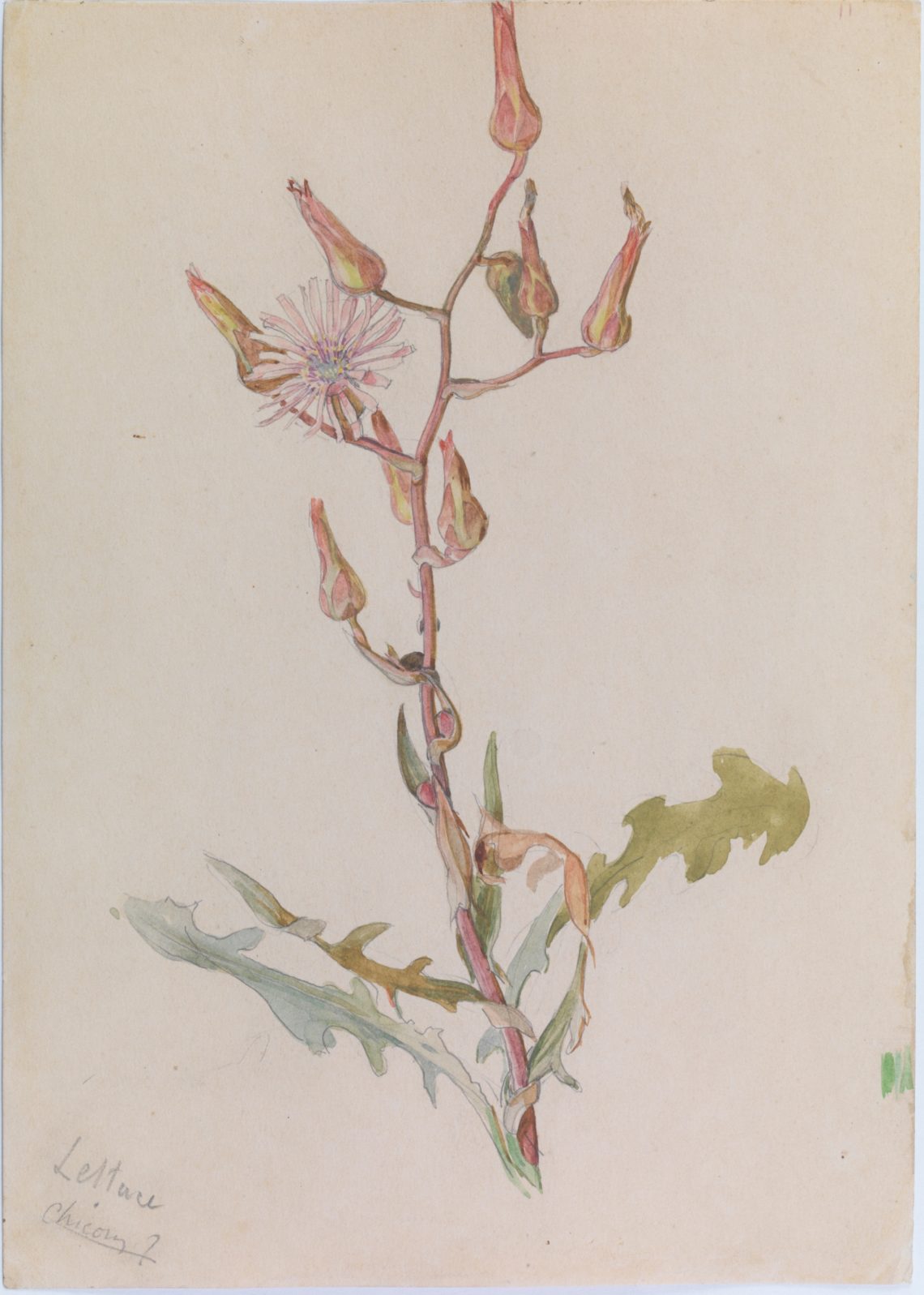 Henry_Lamb_Lettuce-Chicory-C18, 24.3 x 17.3 cm