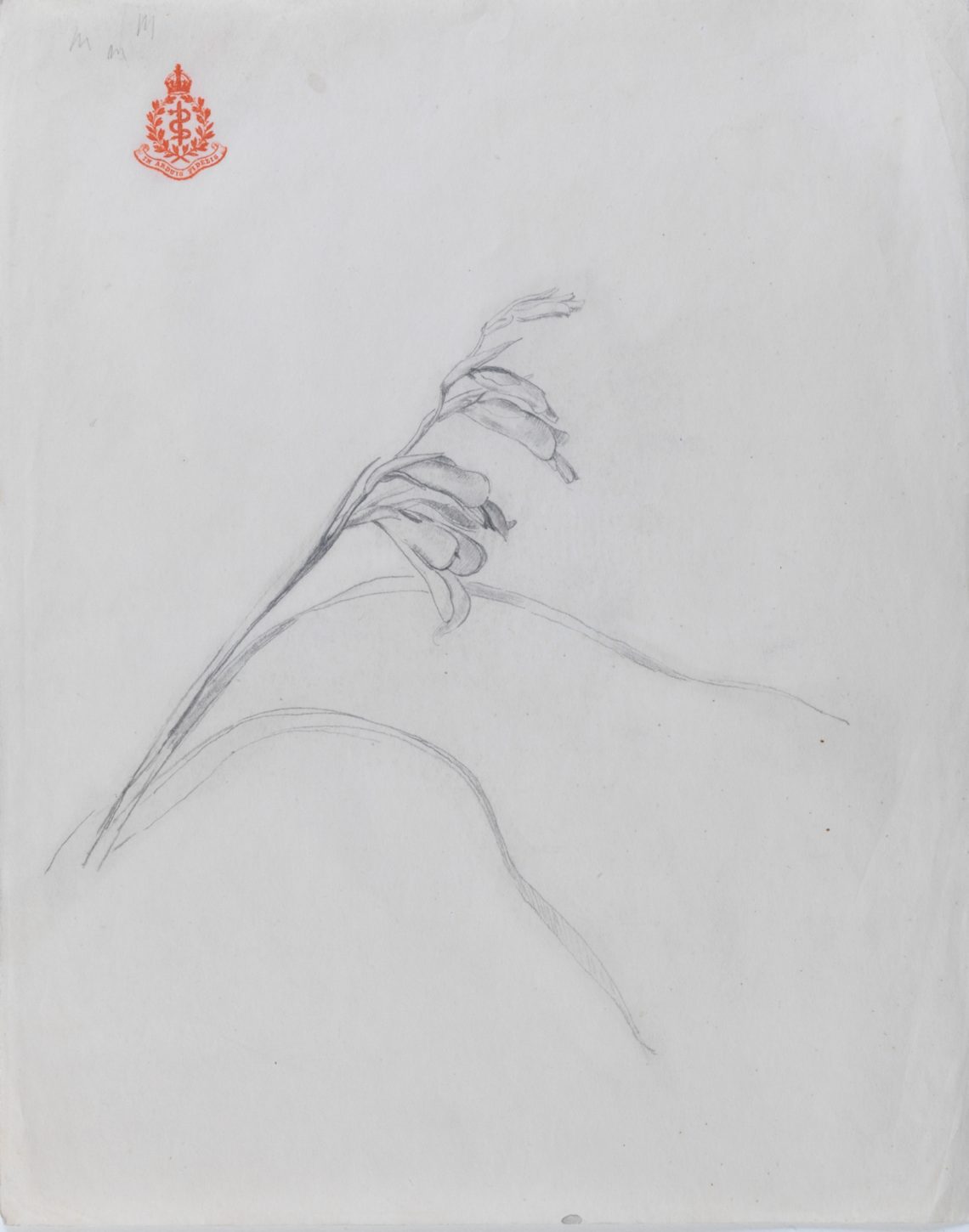 Henry_Lamb_Flower-Study-Z3, 25.5 x 20.1cm