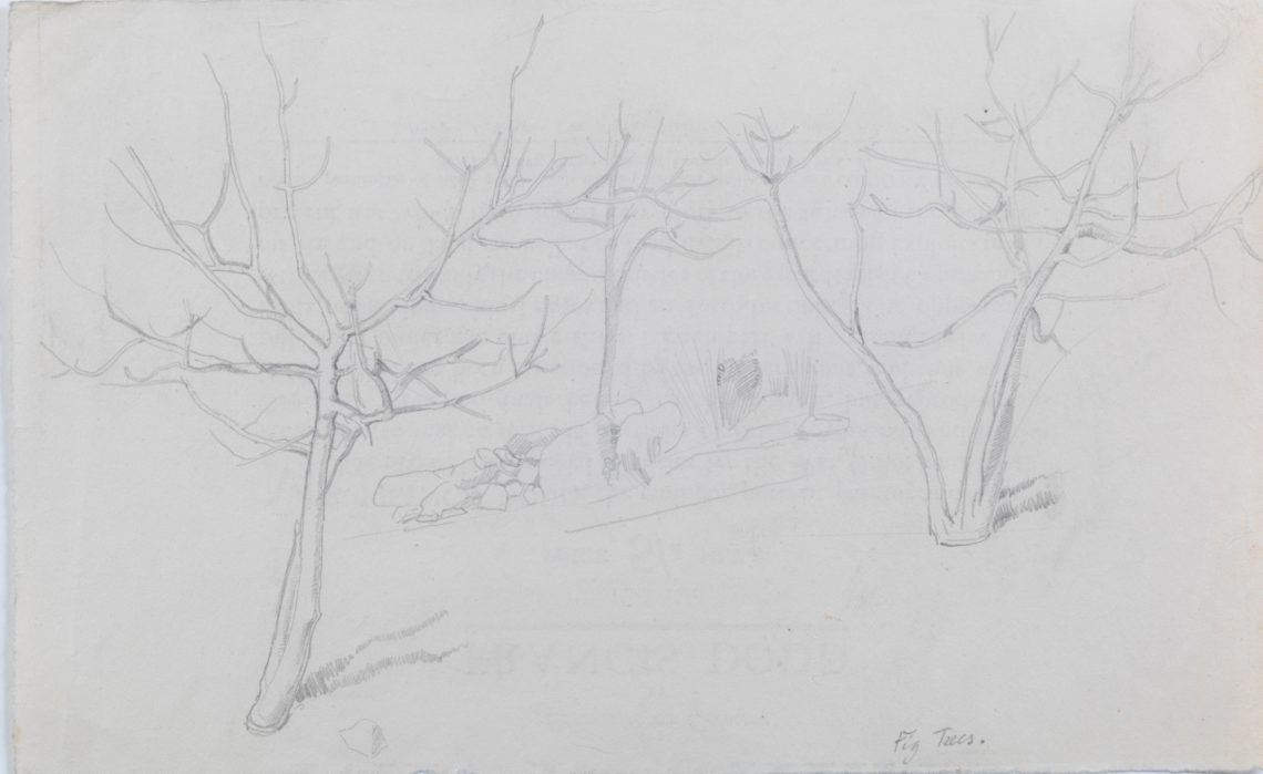 Henry_Lamb_Z47-Fig-Trees, 15.6 x 25.3cm